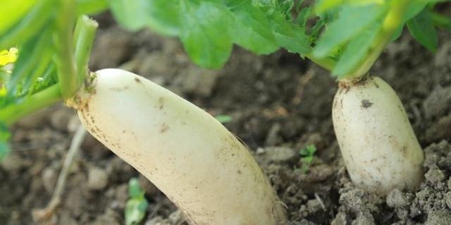 怕买到糠心萝卜学会看这3个地方，挑到的个个新鲜脆嫩又水灵