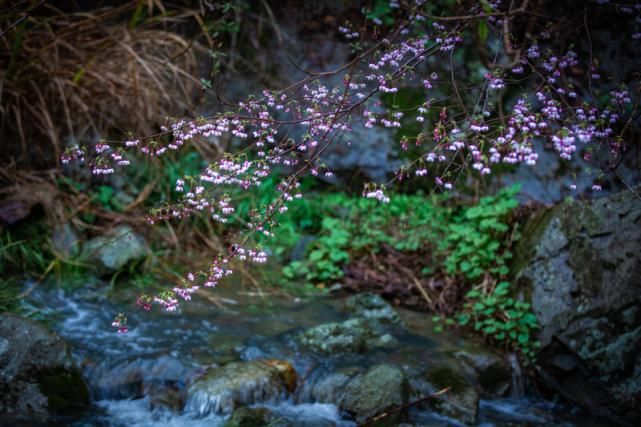 老年|春风拂面百花开 浦江“私藏”了整个春天