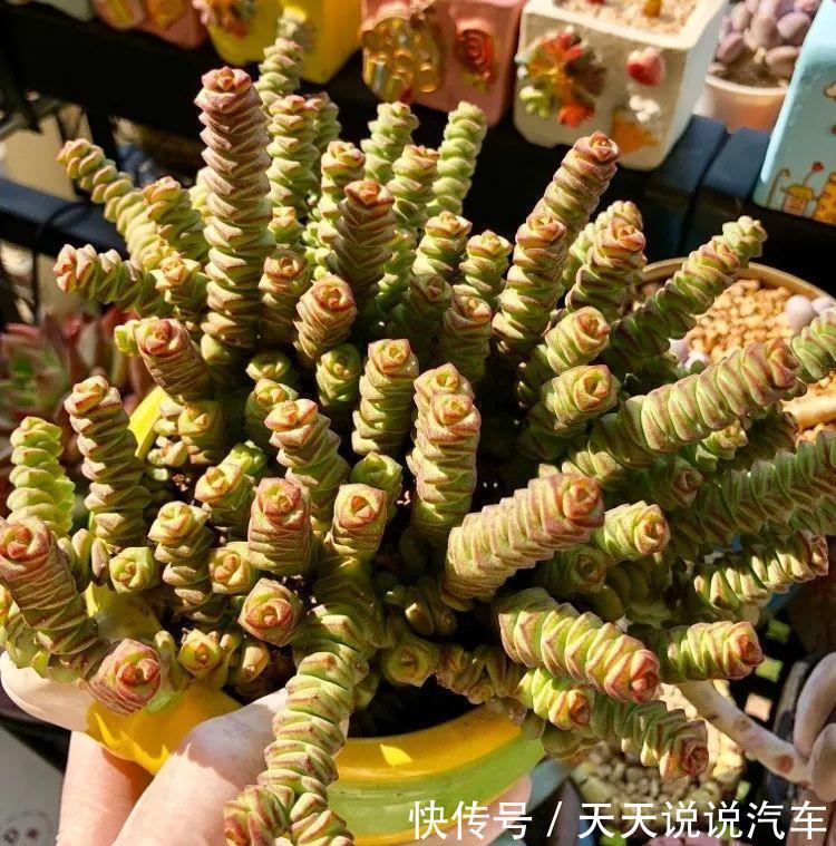 养不死的多肉排名,入坑必选,普货练手不怕浪费