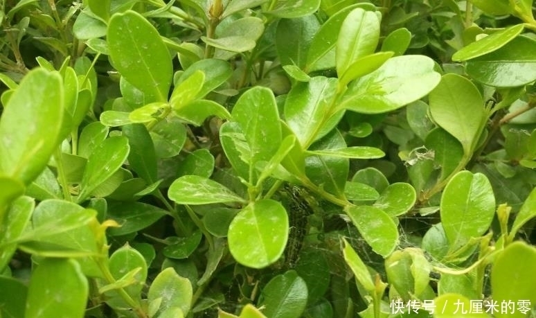 山上这种老“树桩”,遇见请捡回家,养上三、五年,价值翻几翻