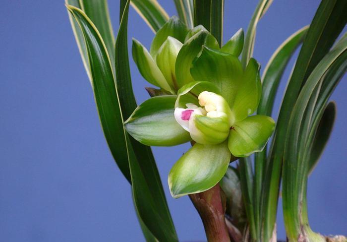 养出|兰花畏寒怕冬天?那是你不会养,从这几方面下手养出健壮兰花