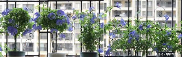 施肥|用这些不起眼的东西养花,根壮叶绿,半年都不用施肥