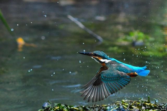雀愁!飞鸟诗词15首碧空高天任飞翔,远山如画映小窗