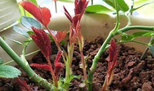 月季花越养开花越少？教你几招，不黄叶，花量翻倍，花期延长