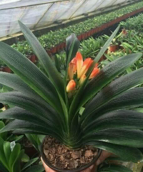 春天君子兰，能长8片叶？很简单，满足4个小条件就好啦