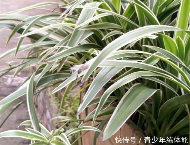 养吊兰，有3个“误区”别触碰，否则根系不保、黄叶来袭，莫忽视！