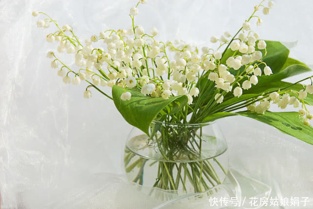 有种名贵的植物,植株可入药,花朵可提取精油,养护却很简单