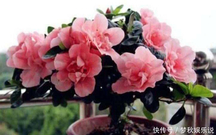 清香|几种花养在阳台，花开不断，好养易活开花漂亮