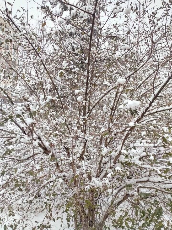 致敬雪花／上午喘口气，下午下雪更俏丽