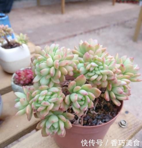 想要多肉变形教你4招缀化方法,第3种1周就能变成鸡冠头