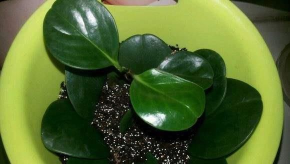 湿润|太神奇了,这些花蹭掉的叶子插土里,第二年竟然长爆盆了