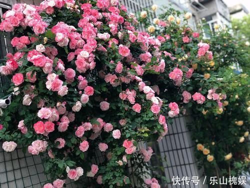 此款花卉被称为“开花机器”，花姿卓越，花朵美艳又迷人，美