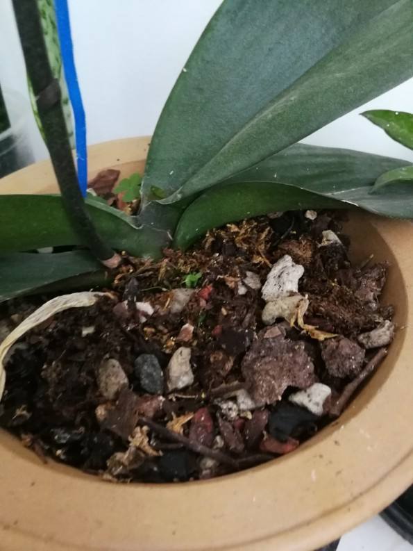 山泥|养花选土是关键,选对了这几种土,养啥啥爆盆!