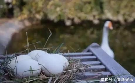 桃花源|20多岁的年龄差距,却把一个破烂的农家小院变成了“桃花源”
