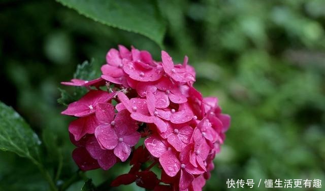 这几种花再漂亮也不能养,看到就要躲得远远的,看看你家中养了没!