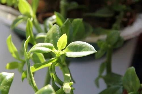 抗菌消炎——穿心莲内酯滴丸的故事