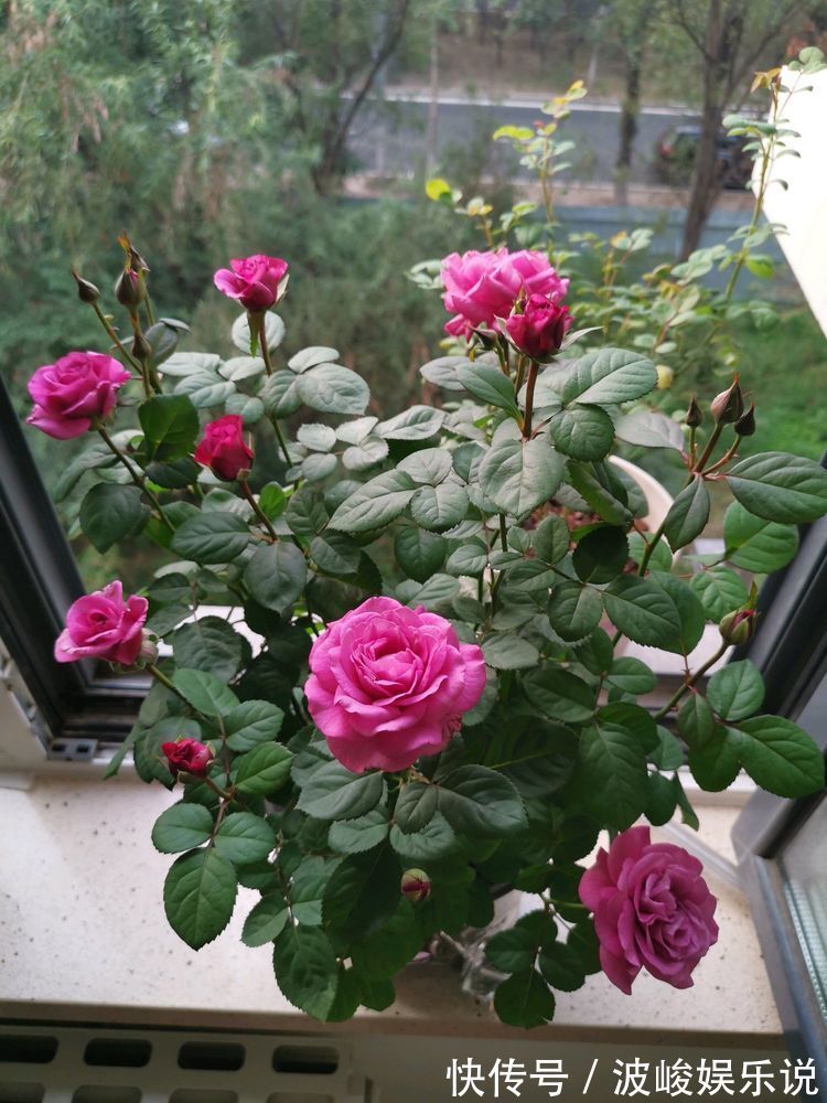 叶子|国外超流行的盆栽花卉，叶子硕大翠绿，花型美丽，花期达九个月