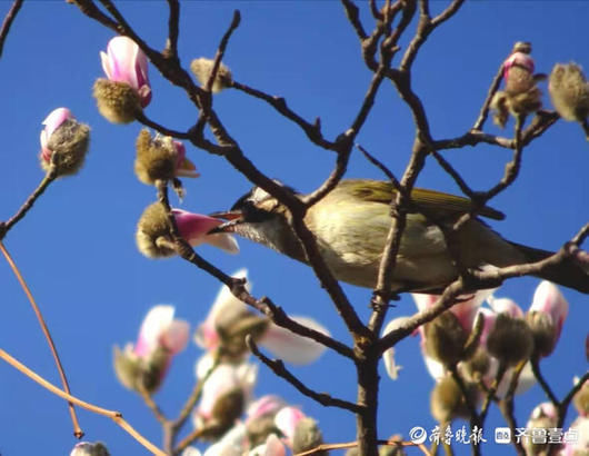 百花公园里一株玉兰率先开花，引来白头翁啄食鸣叫