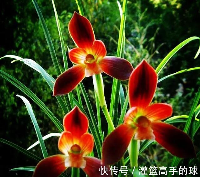 云南下山的这棵不起眼的兰草，后来成了“红素之首”，一起来看看！