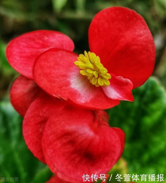 建议大家:逛花市碰到5种花,别犹豫,虽然便宜但巨好养