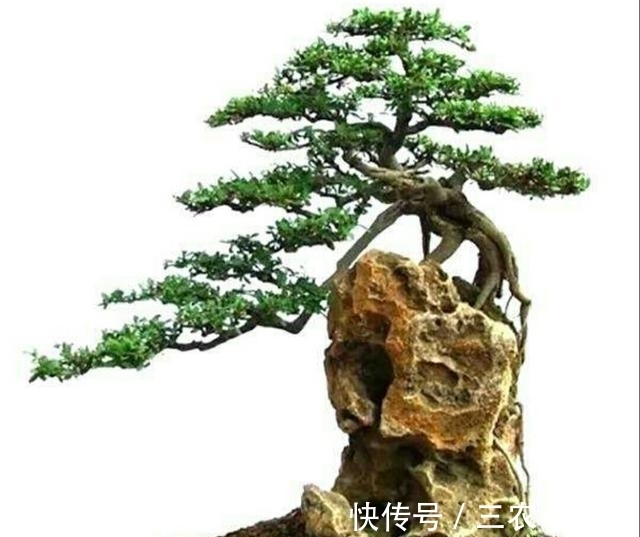 桩材|初学养盆景首先要注意下面这几个问题