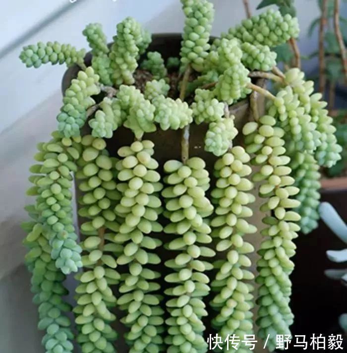 叶子|这种多肉吊起来养,所谓像一串串葡萄一样,美爆了
