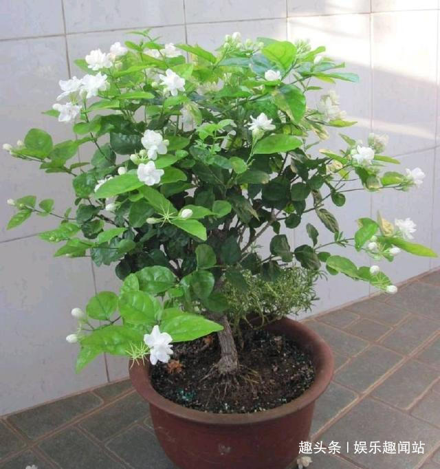 家中养花就养这四种花,赏心悦目还吉利,屋子更是飘满花香