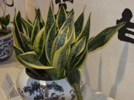 断交|如果有人送你3种花,不要养在家中,是我就直接断交