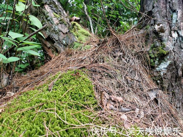 比松树皮更好的兰花植料,生根快、发芽壮,更适合兰菌滋生