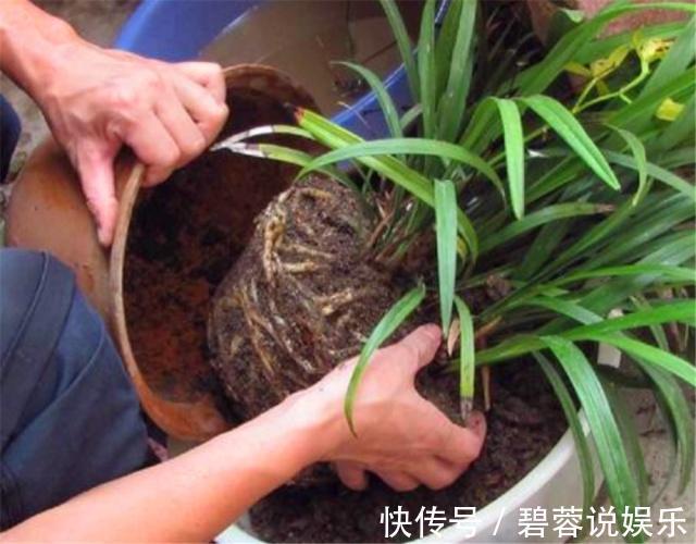 旺盛|三伏天养花，6个“坏毛病”戒掉，植物安全度夏，越长越旺盛