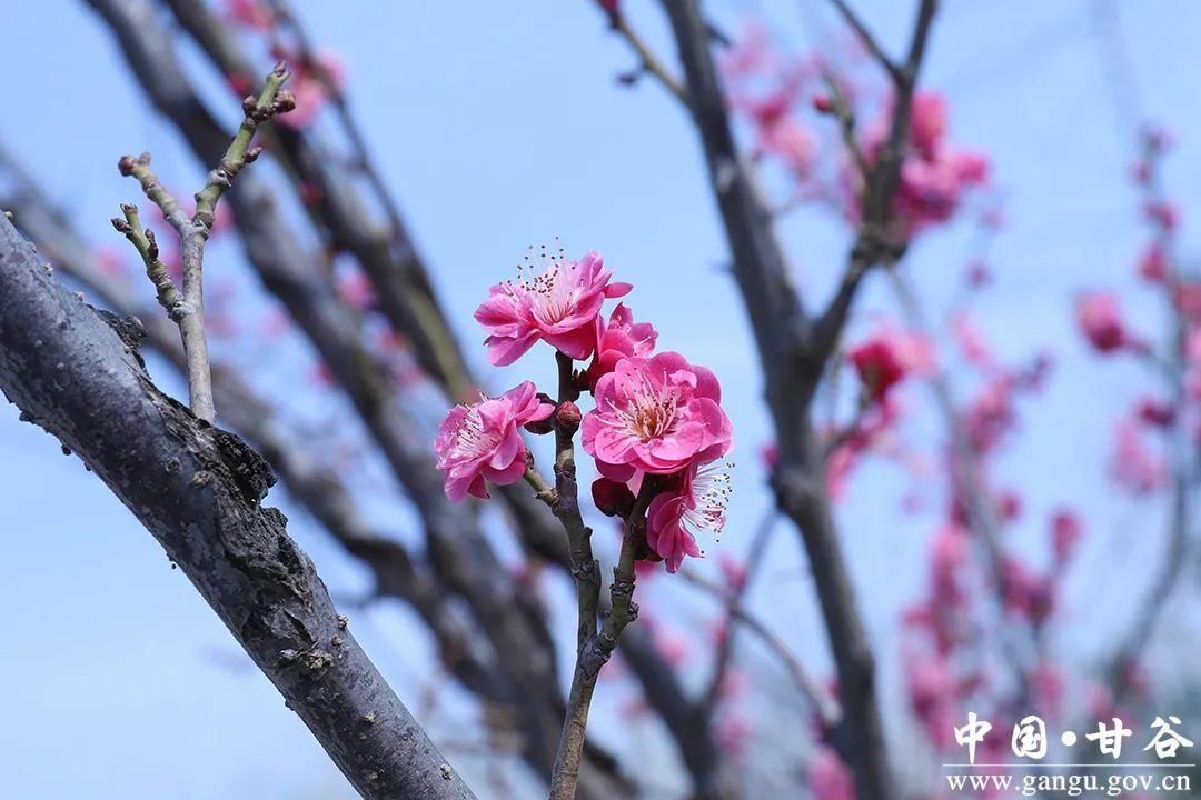 【春日印象】甘谷：梅花盛开春意闹