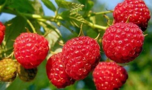 秋天|秋天后,常吃三种食材,美味养颜又营养、安稳度秋天