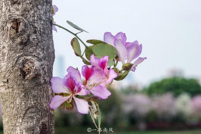 赏花不一定要去武汉婺源，广州海珠湿地紫荆花带浪漫梦幻，太美了