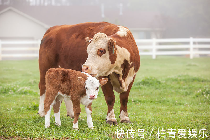 生肖|好运气能一直持续到11月底的三大生肖