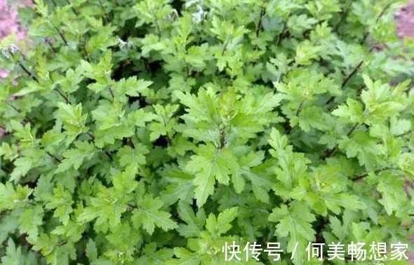 茼蒿|以下农村3种野菜，调胃健脾，抗疲劳，降压补脑，值得多吃