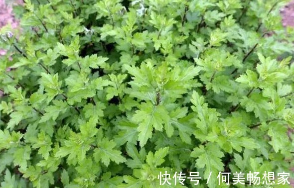 茼蒿|以下农村3种野菜,调胃健脾,抗疲劳,降压补脑,值得多吃