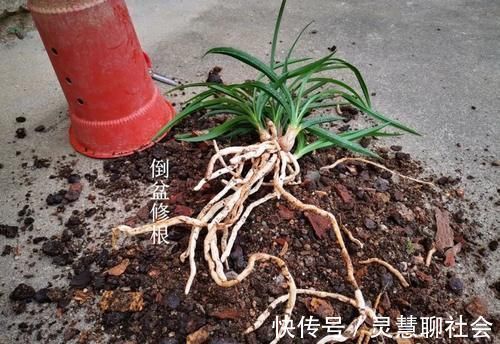 兰花什么时候必须换盆？这3种情况，只有换盆才能成活