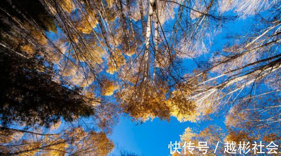 徐玑$宋朝诗人徐玑这首《秋行》,通篇表现手法高超,也是难得的佳作!