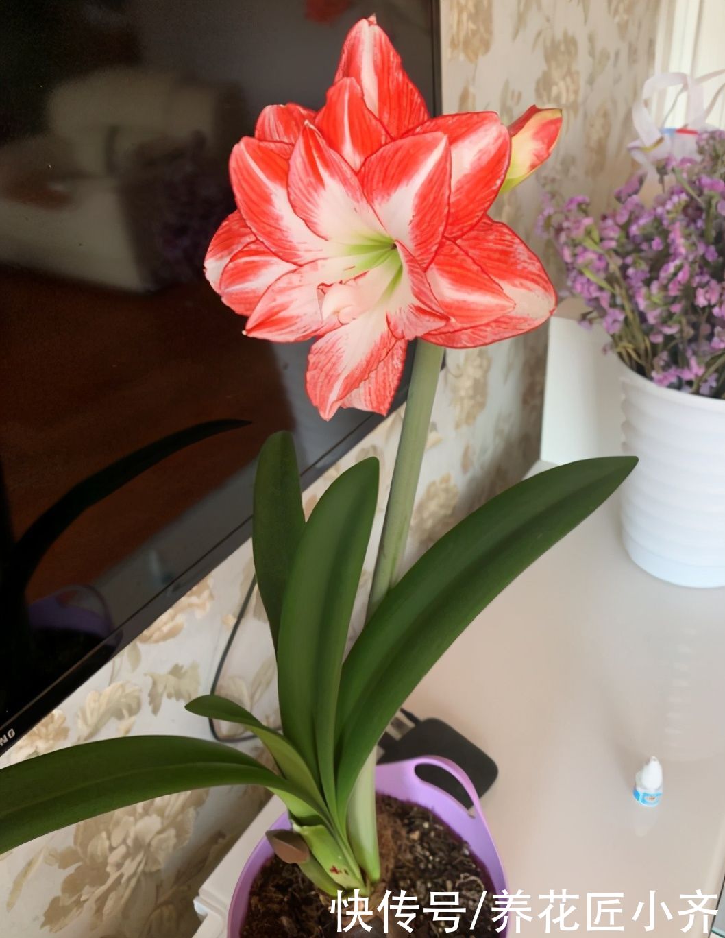 送您一句“顺口溜”，养花不会施肥，它能帮您解决