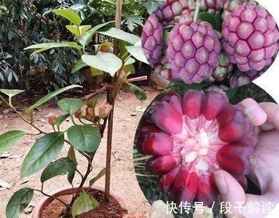 野果子|这野果长相奇奇怪怪,里面的果肉却是香甜可口,好吃易养活!