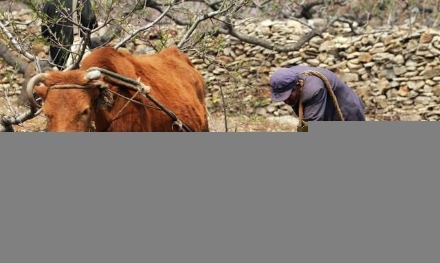 汗毛!古代被禁食用的动物,皇帝都不能动它一根汗毛,今却成平民盘中餐