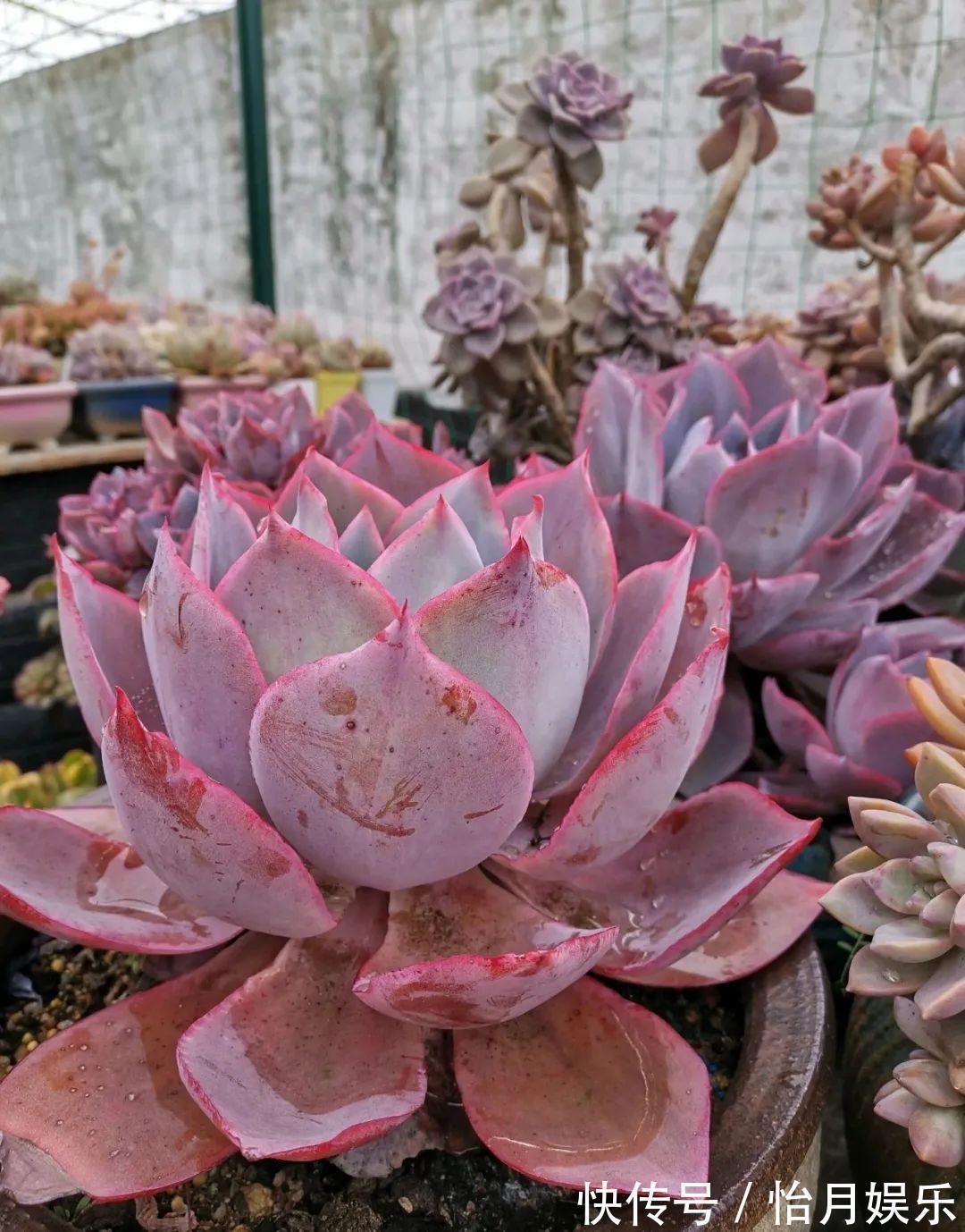 花也能成精,养成巨无霸,一次开花50朵,比小孩还高!