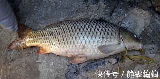 红薯丁|本地使用红薯为饵的方法,分享给各位钓鱼人