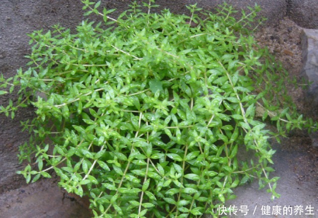 河边一“野草”,栽进花盆中,2个月爆盆,长大就成“心肝宝贝”!