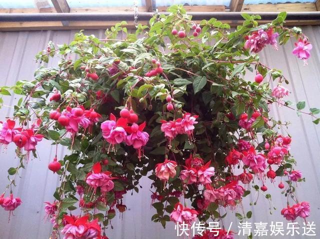 泡水|3种枝条泡水里,10天长根,一次开花100朵,水培成活率更高!