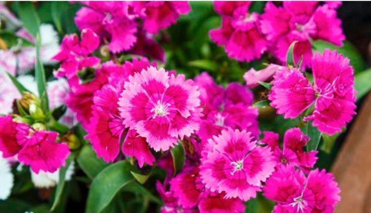 4种花高贵优雅,看了就让人沉醉,好养漂亮,一开花就停不下来