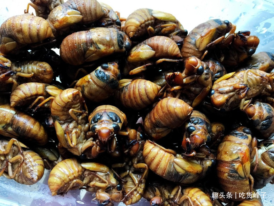 知了|地下蛰伏5年,知了能吃吗吃了对身体有何危害为了健康别再吃错