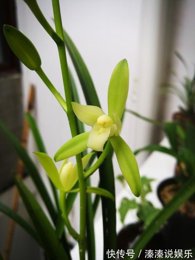 满屋|最值得养的兰花,养护容易,四季常开花,清香飘满屋