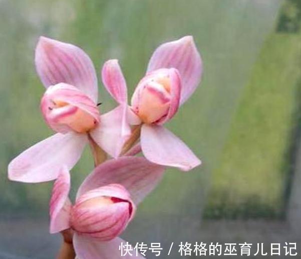 它和“吊兰”一样好养，花叶双艺，芳香怡人，勤花勤草显档次