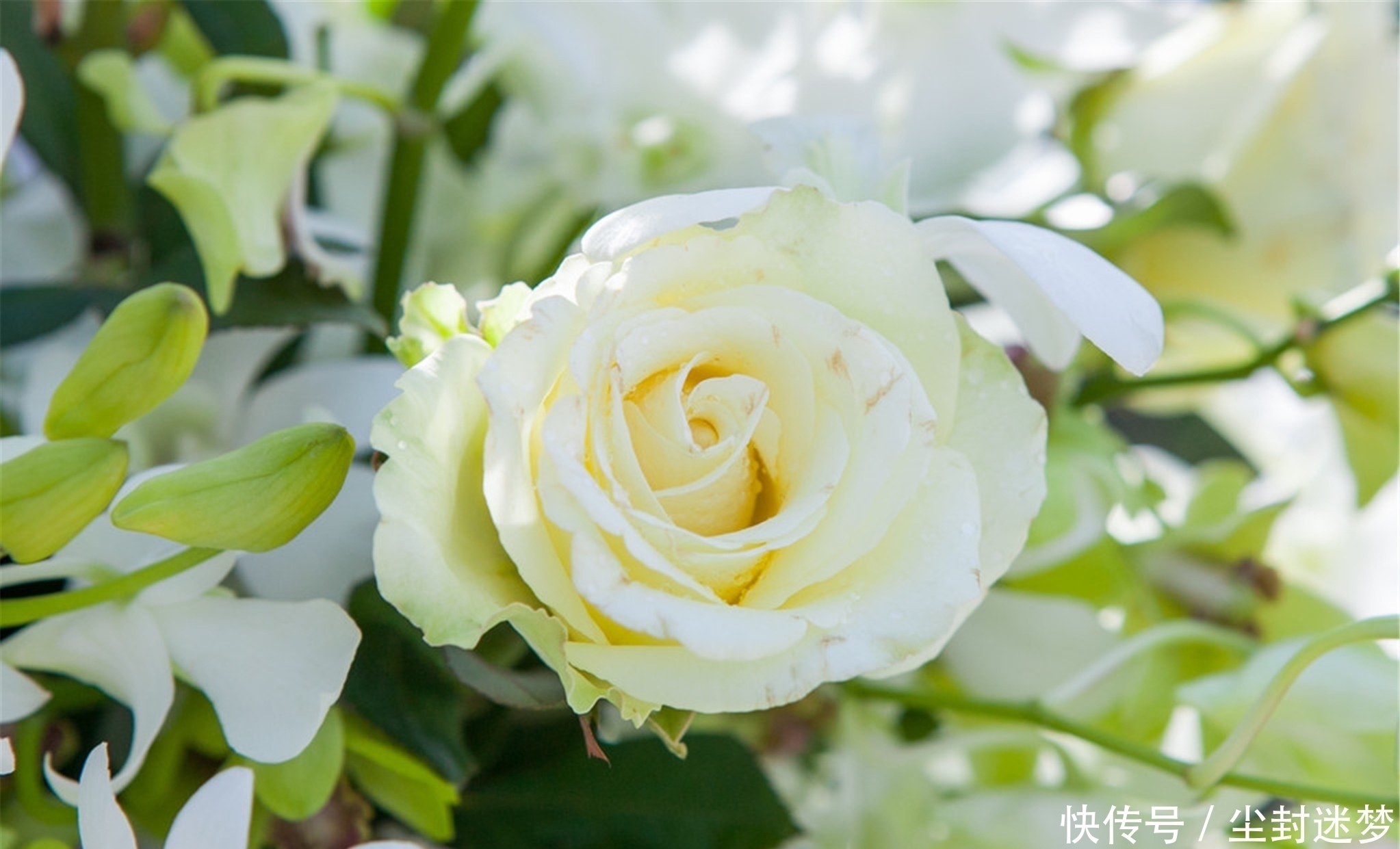 春暖花开|4种年宵花,盆栽美丽、插花诗意,高端大气春暖花开、幸福四季